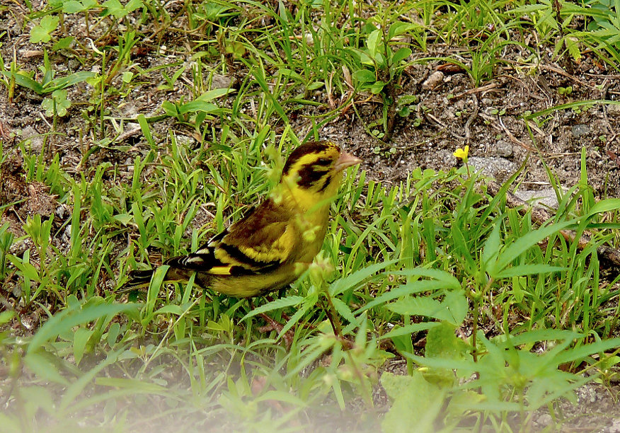 Yellow-breasted-greenfinch-2.jpg