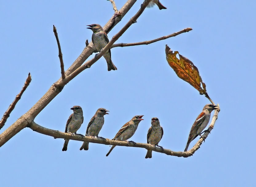 Chestnut-shouldered-petronia-2.jpg