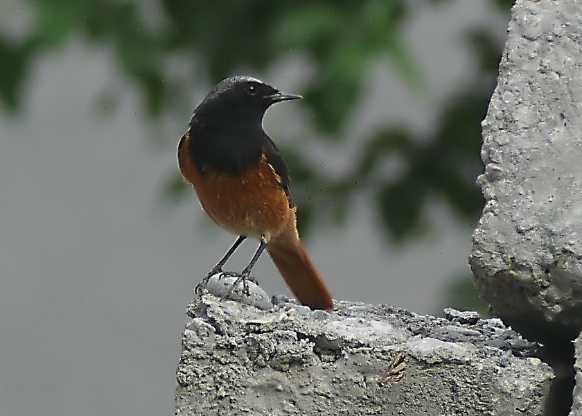 Black-redstart-2.JPG