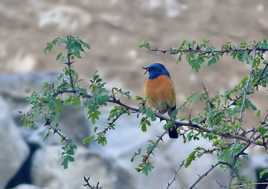 Blue-fronted-redstart-2.jpg