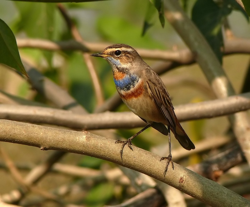 bluethroat-1.jpg