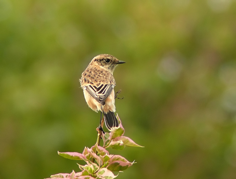 Common-stonechat-1.JPG