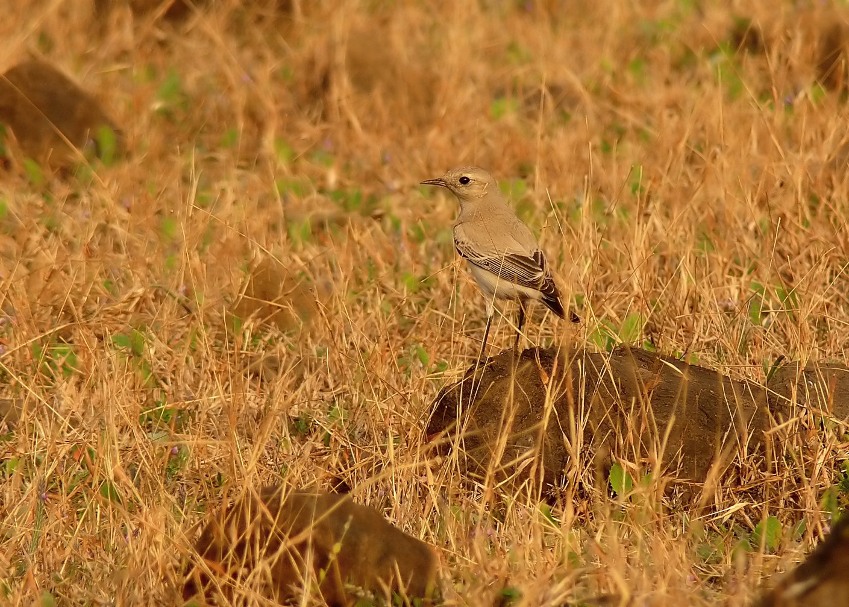 Desert-wheatear-2.jpg