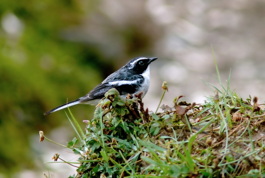 Grey-bushchat-1.jpg