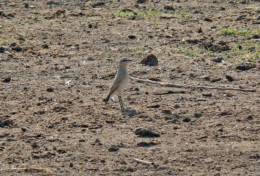 Isabelline-wheatear.jpg