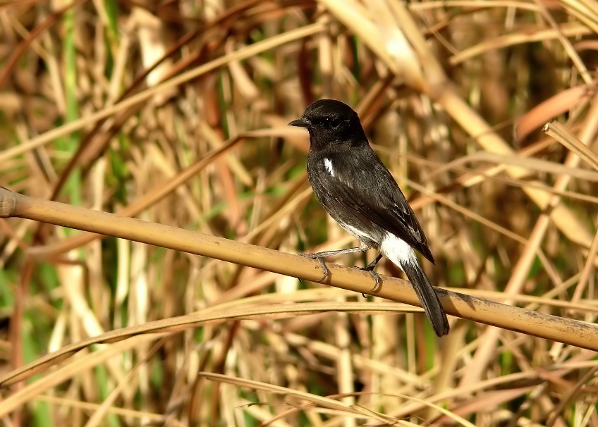 Pied-bushchat-2.jpg