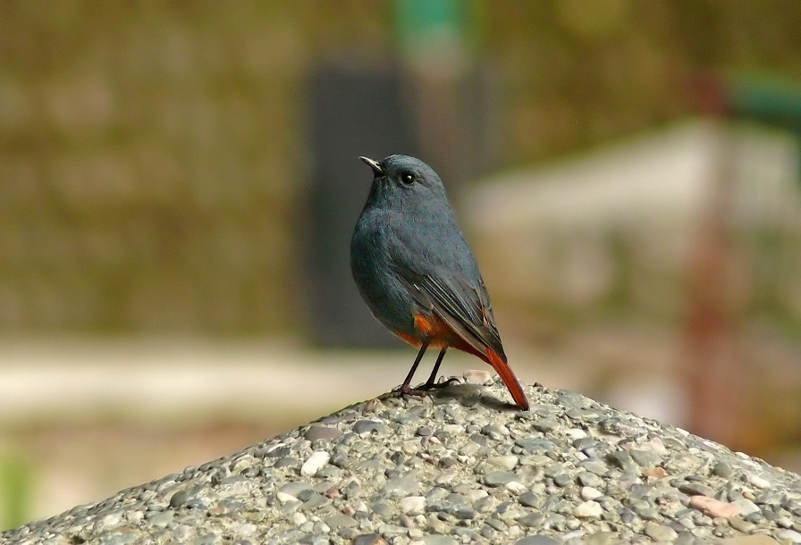 Plumbeous-water-redstart-1.jpg