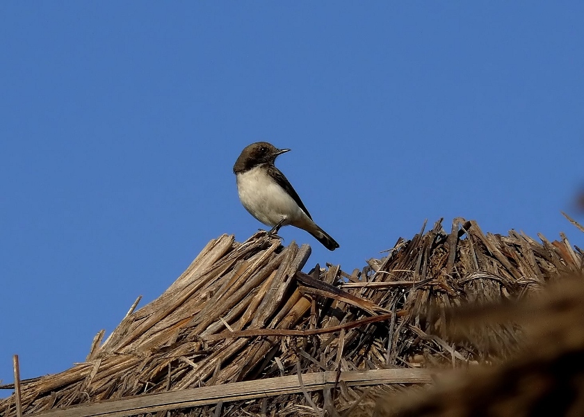 Variable-wheatear.jpg