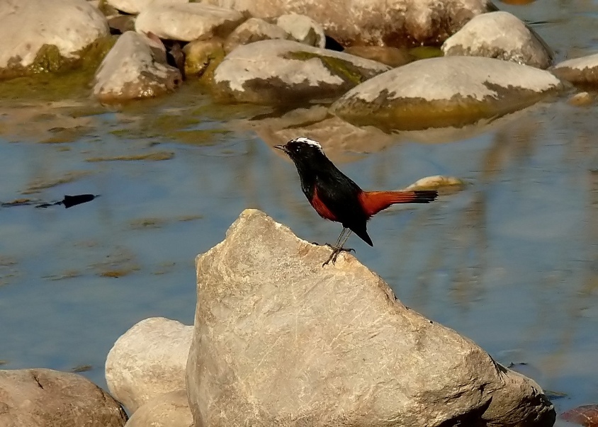 White-capped-water-redstart-1.jpg