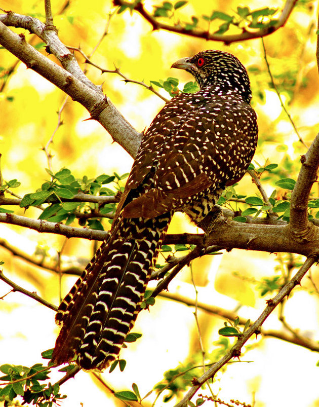 Asian-koel-3.jpg