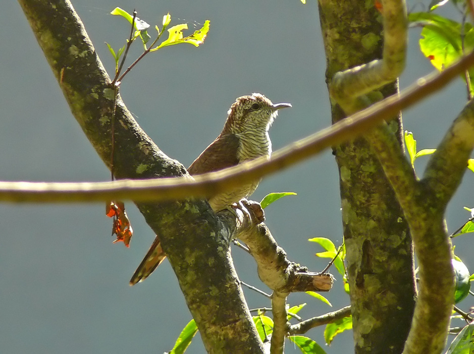 Banded-bay-cuckoo-1.jpg