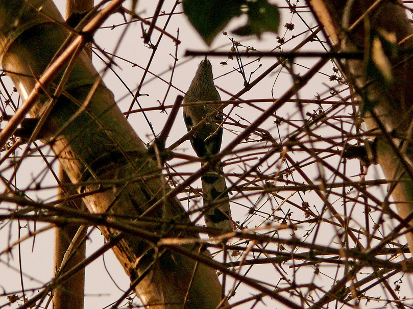 Blue-faced-malkoha.jpg