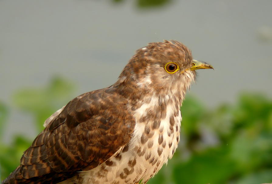 Common-hawk-cuckoo-2.jpg