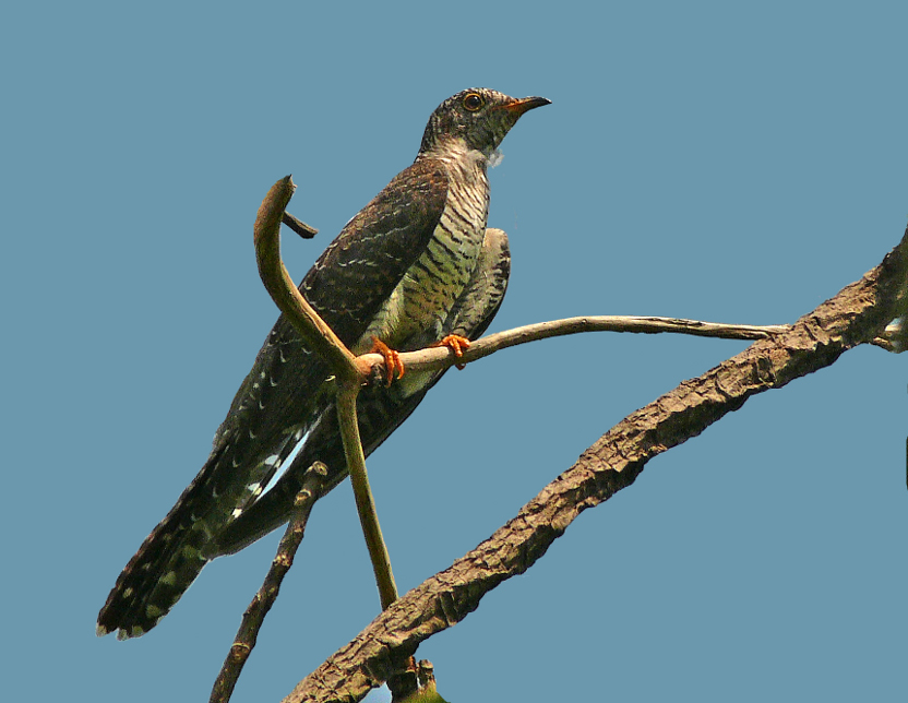 Eurasian-cuckoo-1.JPG