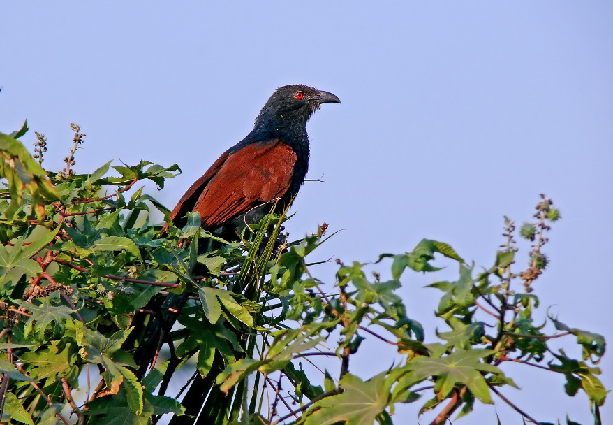 Greater-coucal-2.jpg