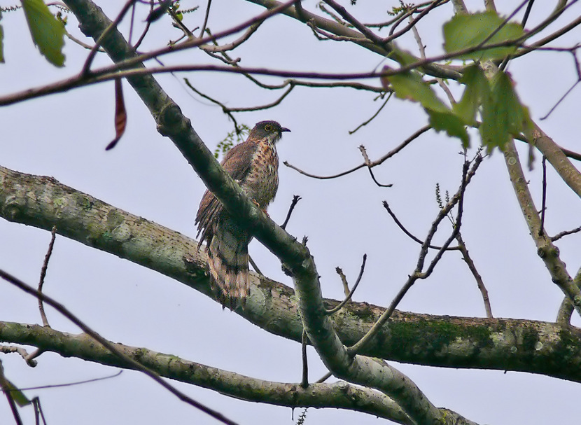 Large-hawk-cuckoo-2.jpg