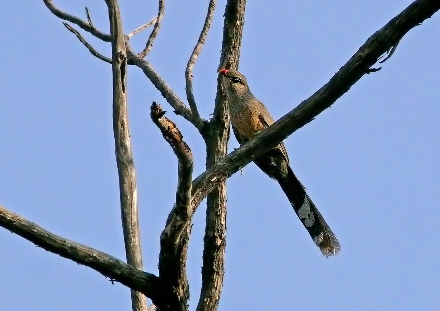 Sirkeer-malkoha.jpg