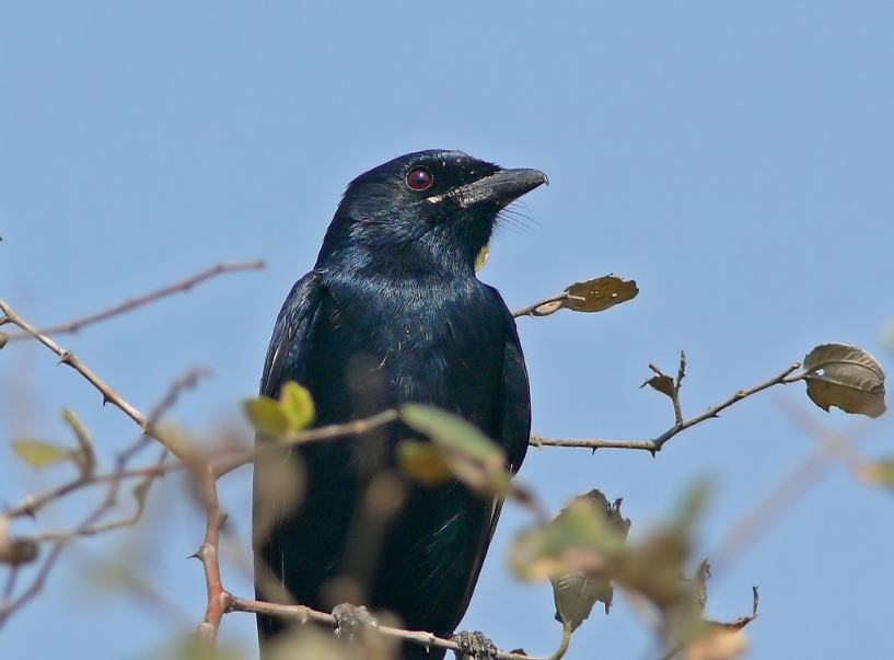 Black-drongo--1.jpg