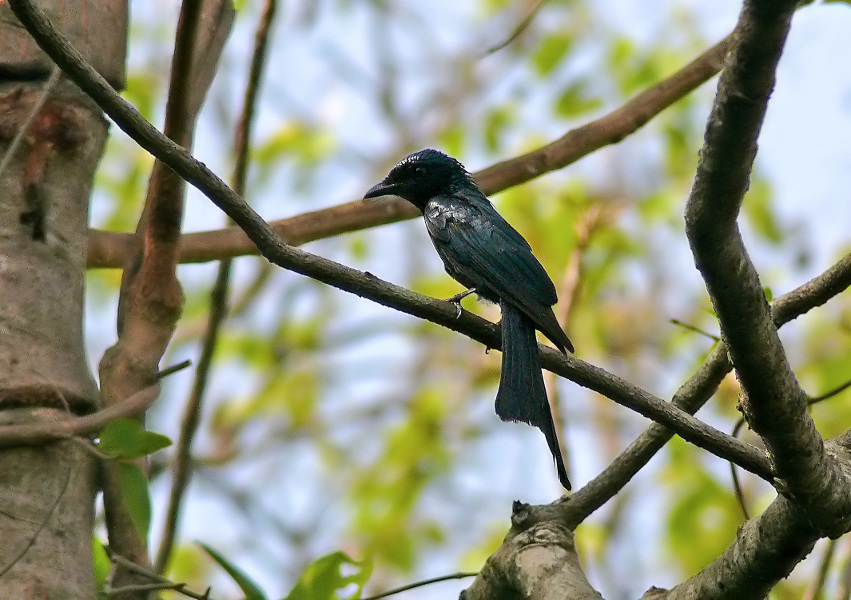 Bronzed-drongo.jpg