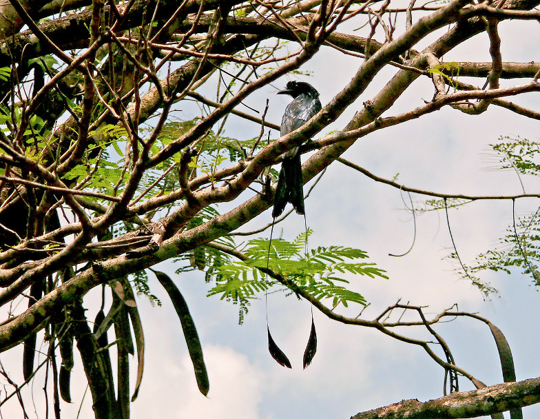 Greater-racket-tailed-drongo-2.JPG