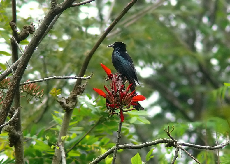 Spangled-drongo.jpg