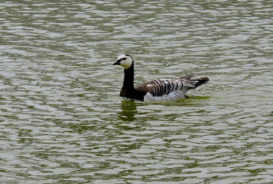 Barnacle-goose-4.jpg