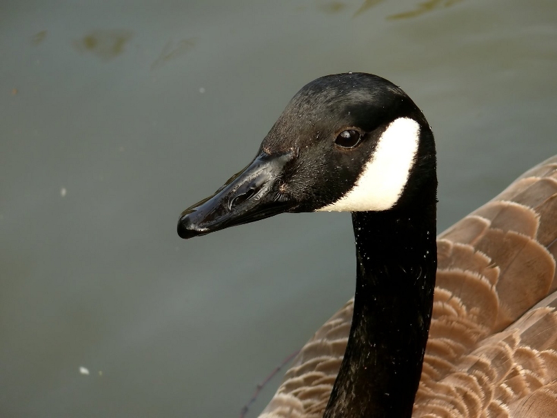 Canadian-goose.jpg