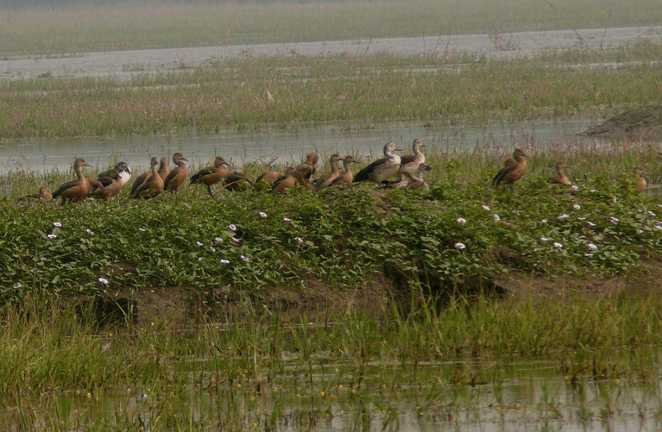 Comb-duck-2.JPG