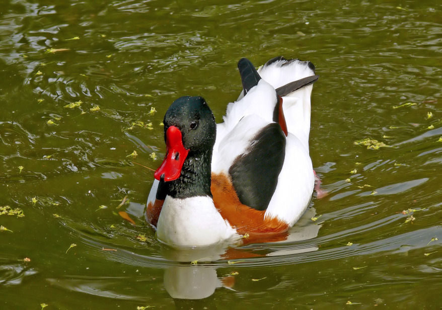 Common-shelduck-2.jpg