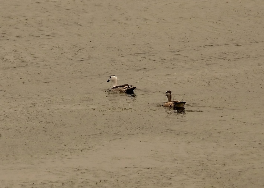 Cotton-pigmy-goose.jpg