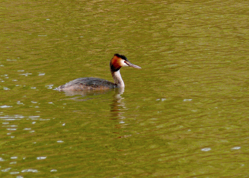 Great-crested-grebe-2.jpg