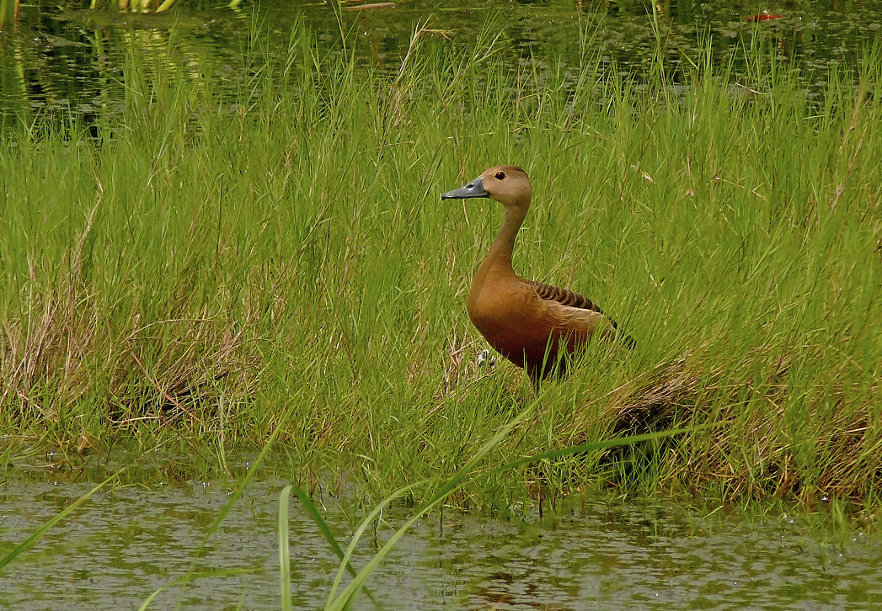 Lesser-whistling-duck-3.jpg