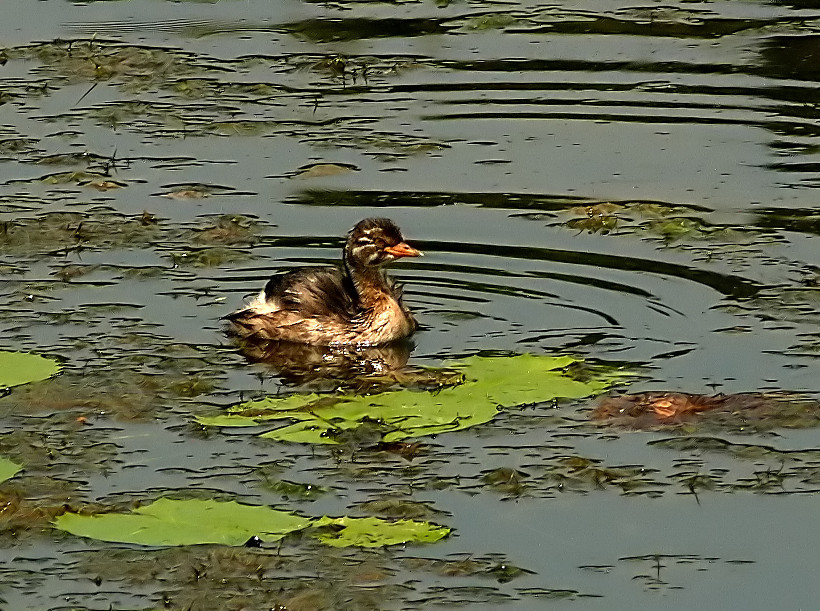 Little-grebe-2.jpg