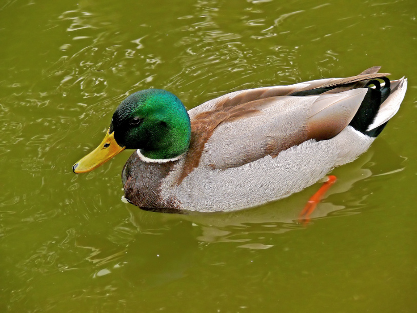 Mallard-2.jpg