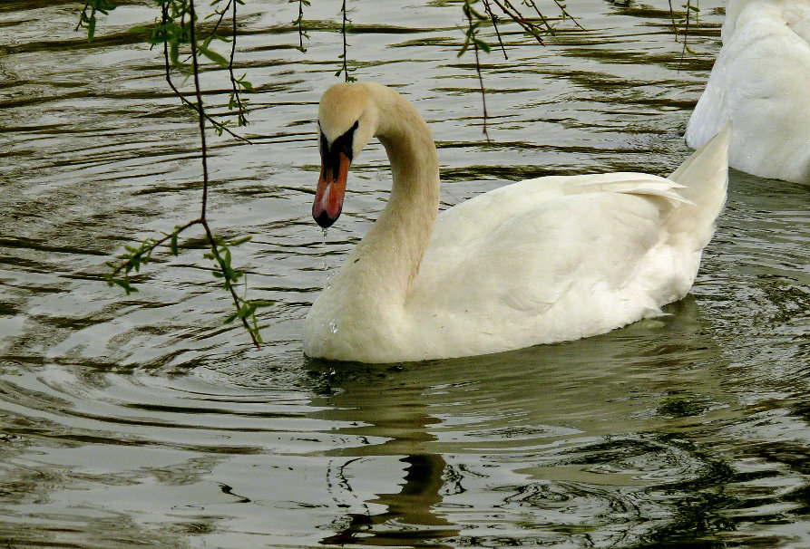 Mute-swan-2.jpg