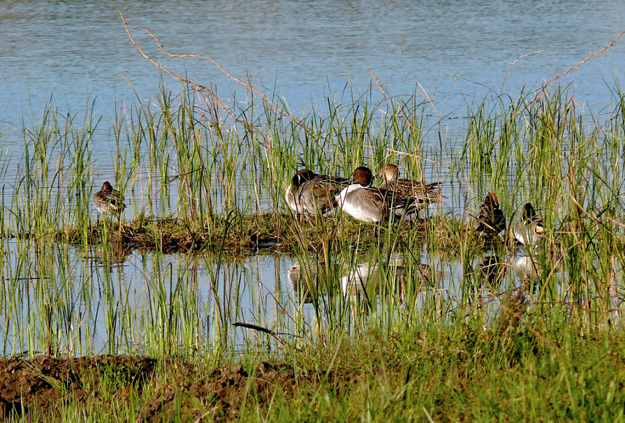 Northern-pintail-2.jpg