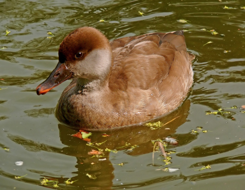 Red-crested-pochard.jpg