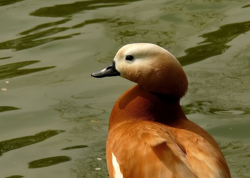 Ruddy-shelduck-2.jpg