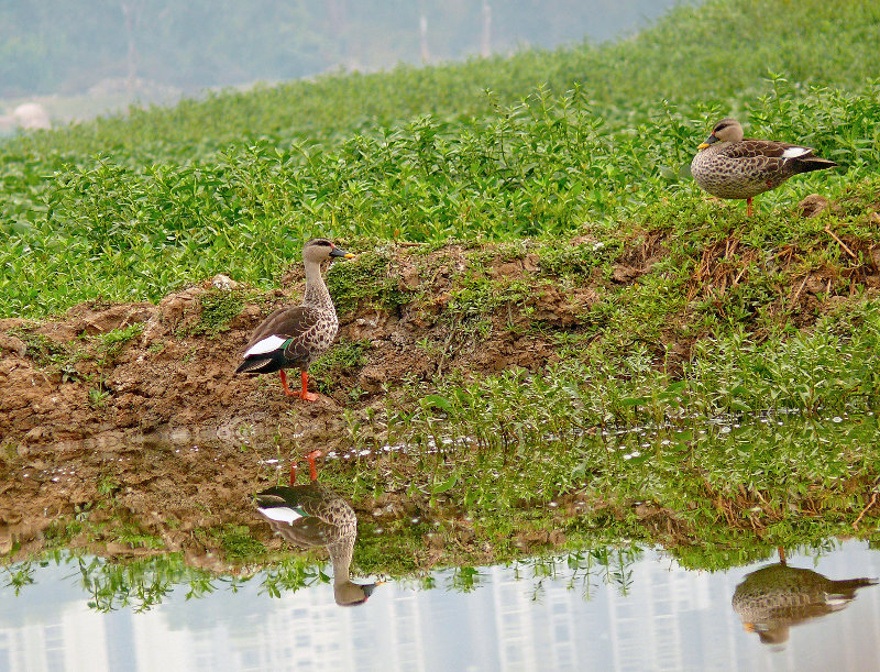 Spot-billed-duck-4.jpg