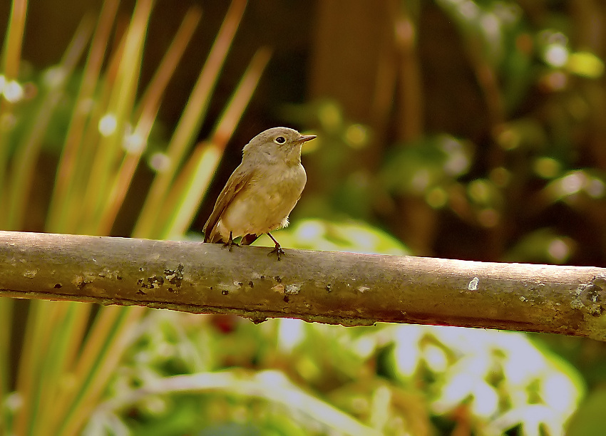 Asian-brown-flycatcher-2.jpg