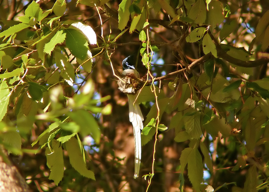 Asian-paradise-flycatcher-1.jpg