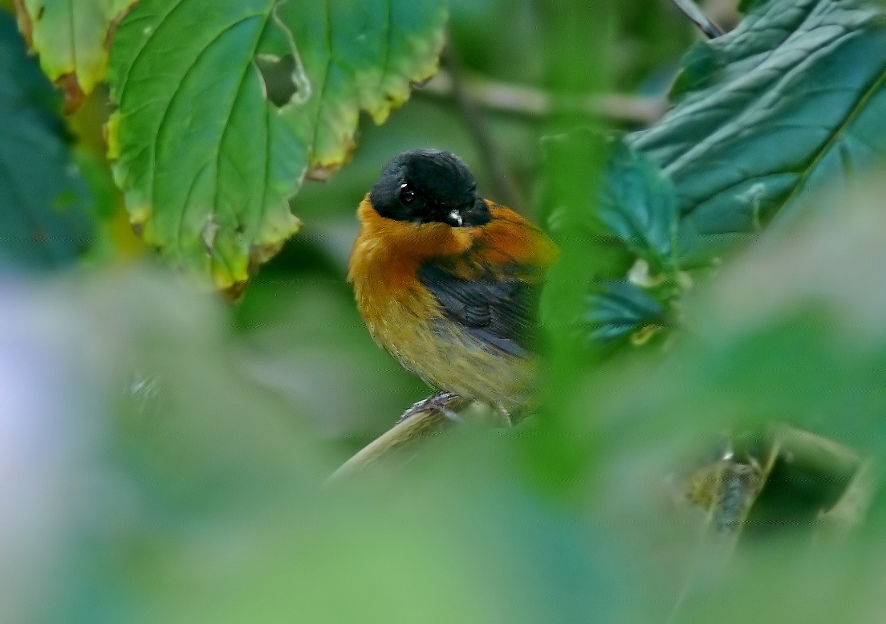 Black-and-orange-flycatcher-2.jpg