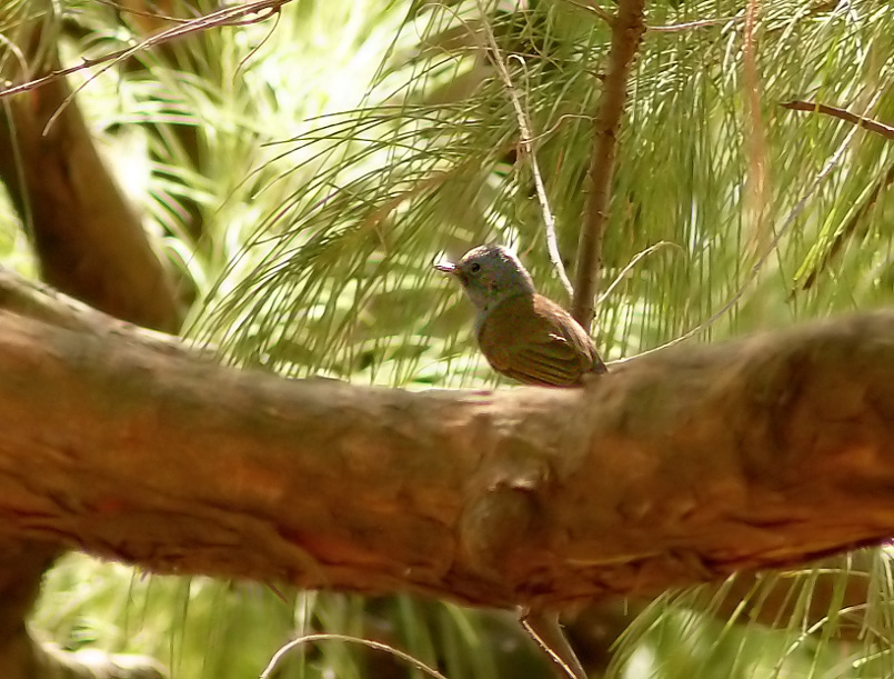 Black-naped-monarch.jpg