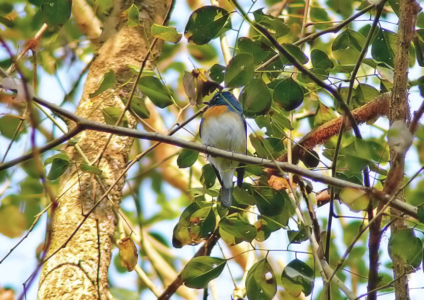 Blue-throated-flycatcher.jpg