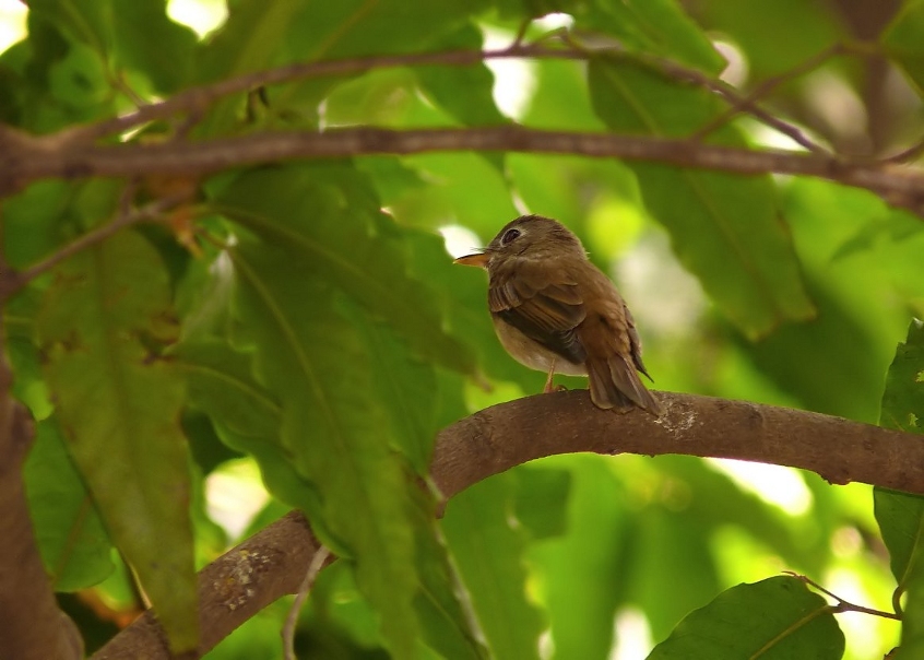 Brown-breasted-flycatcher.jpg