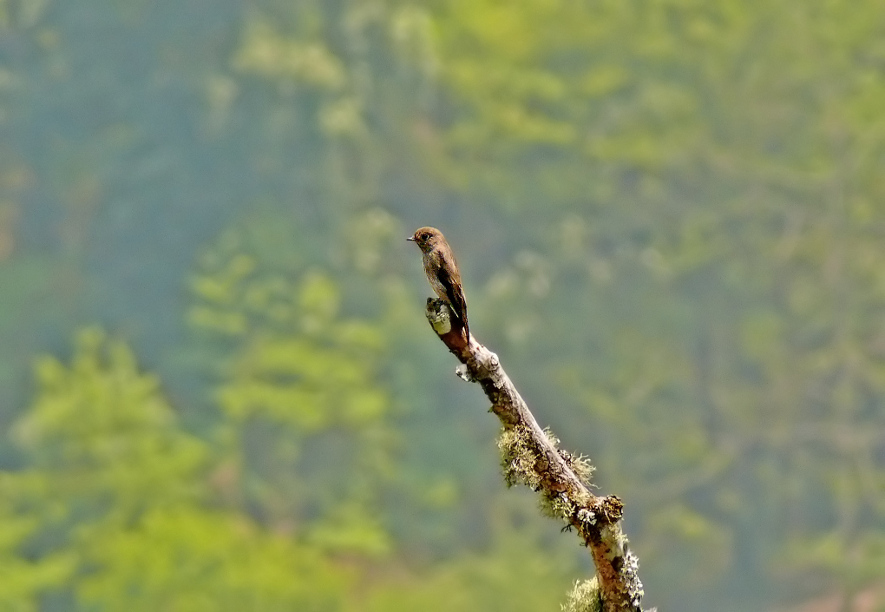 Dark-sided-flycatcher-1.jpg