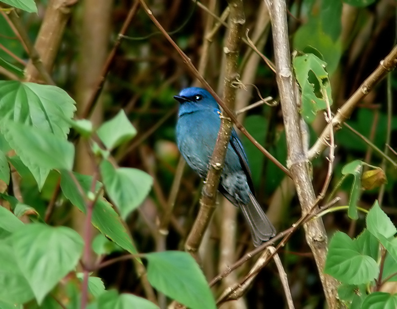 Nilgiri-flycatcher-2.jpg