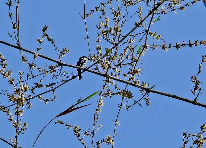 Pied-flycatcher-shrike-1.jpg