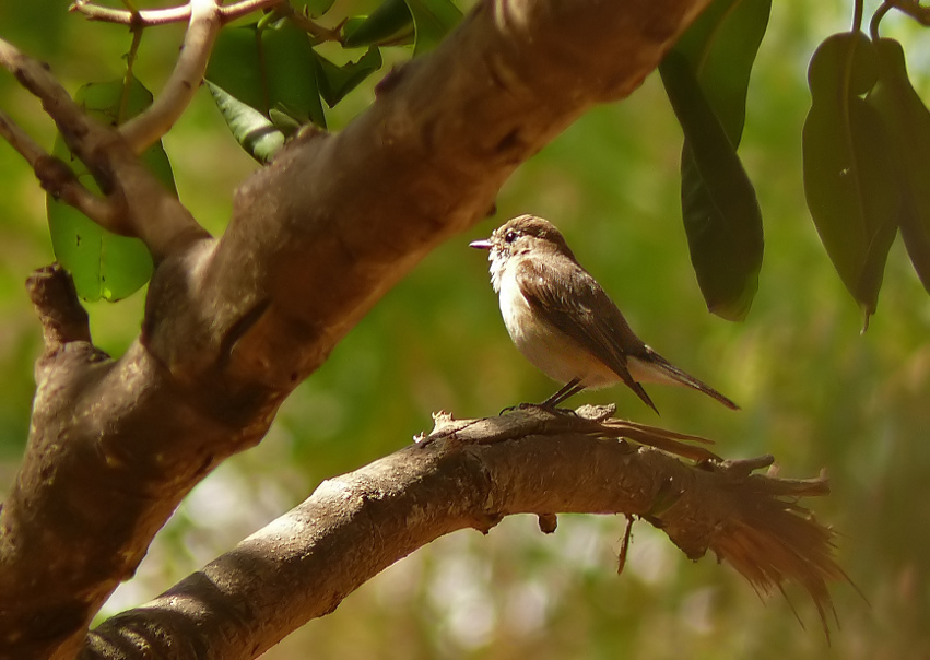 Red-breasted-flycatcher-2.jpg