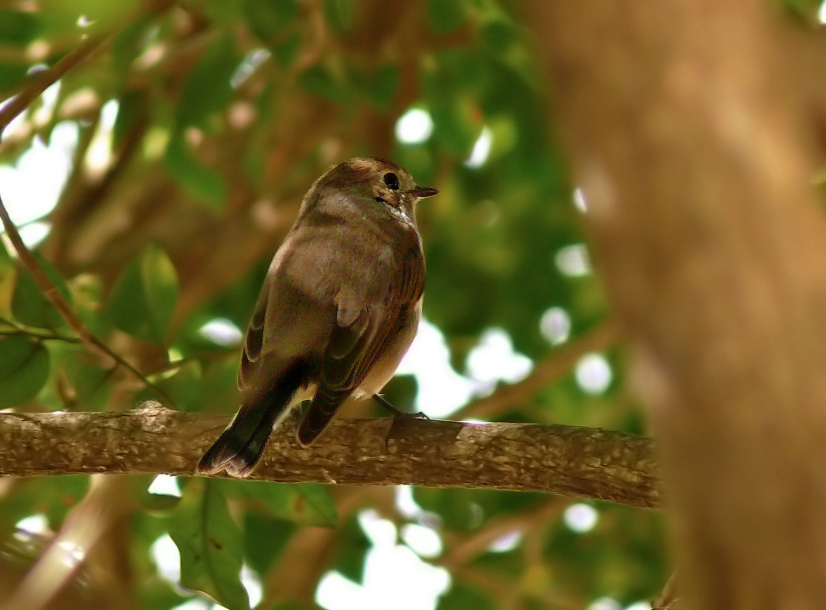 Red-throated-flycatcher.jpg